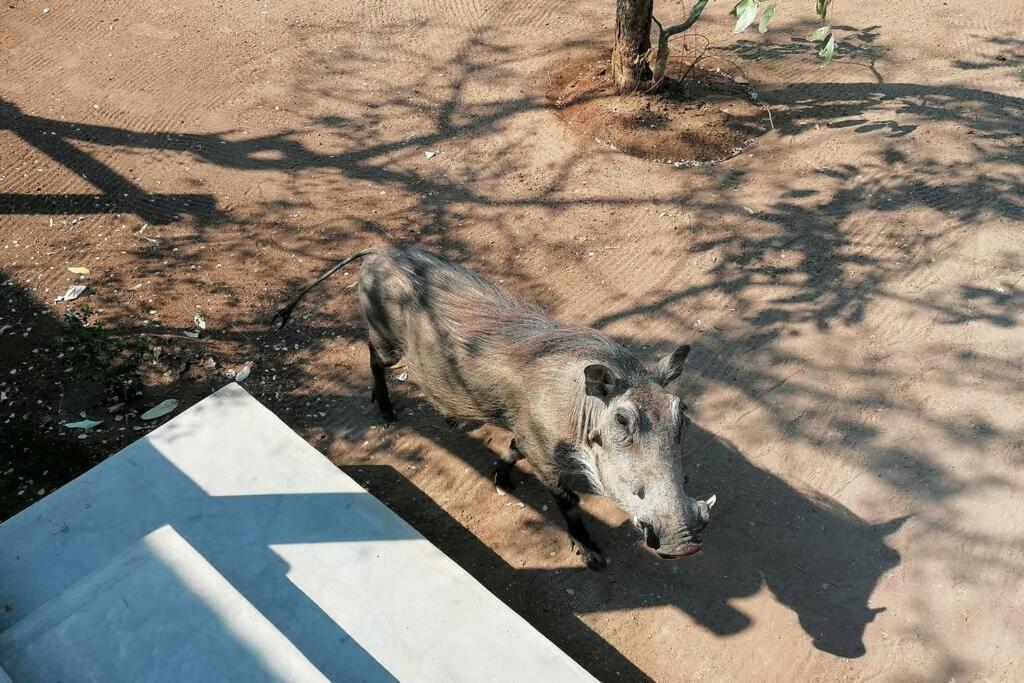 Amukela Kaya Villa Hoedspruit Ngoại thất bức ảnh