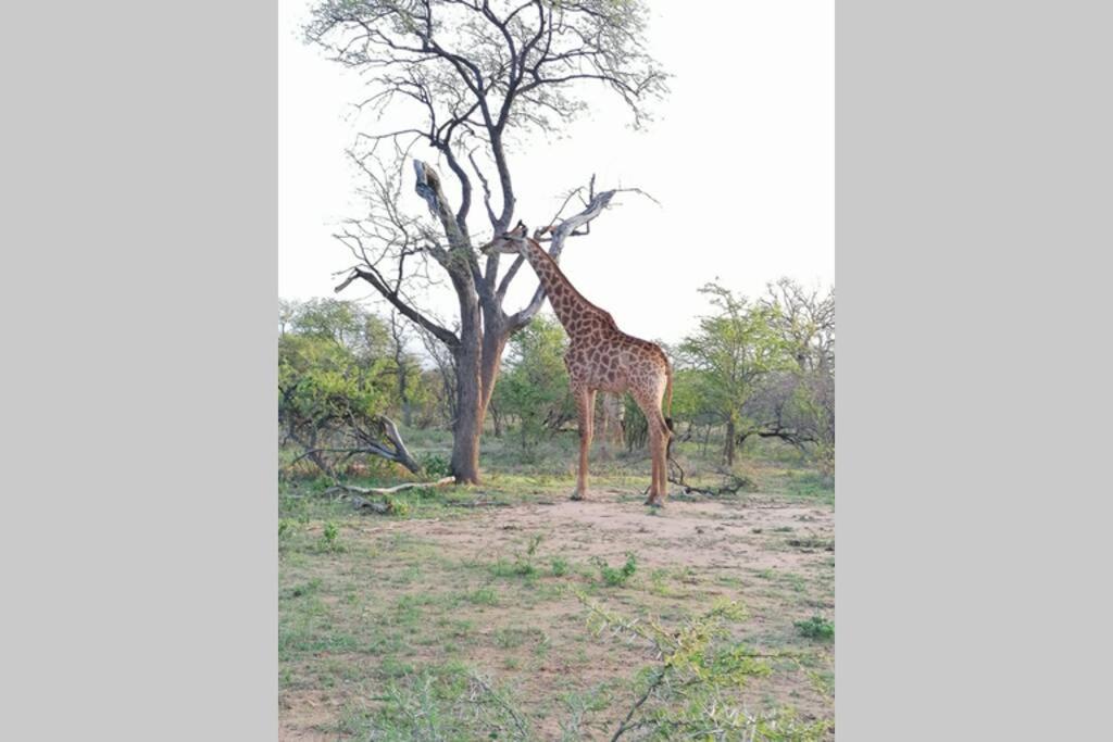 Amukela Kaya Villa Hoedspruit Ngoại thất bức ảnh
